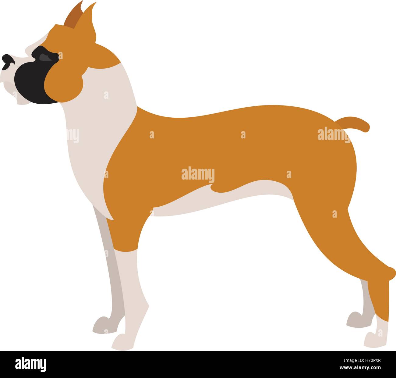 Boxer dog breed in flat style, pet domestic purebred, vector illustration Stock Vector
