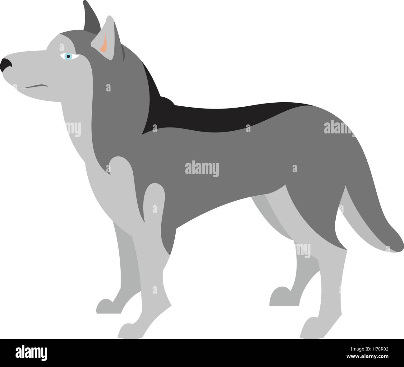 Siberian husky dog breed and animal pet with fur, vector illustration Stock Vector