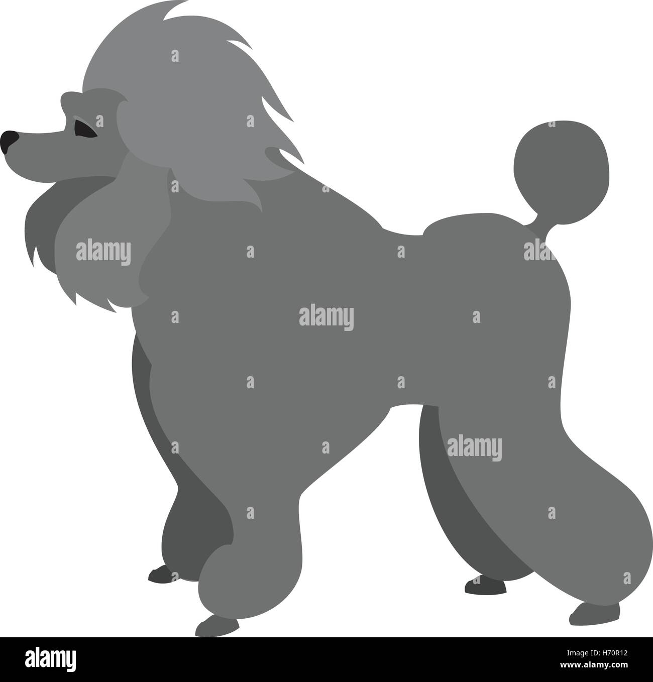 Poodle dog flat and pet animal breed, friend doggy domestic, vector illustration Stock Vector