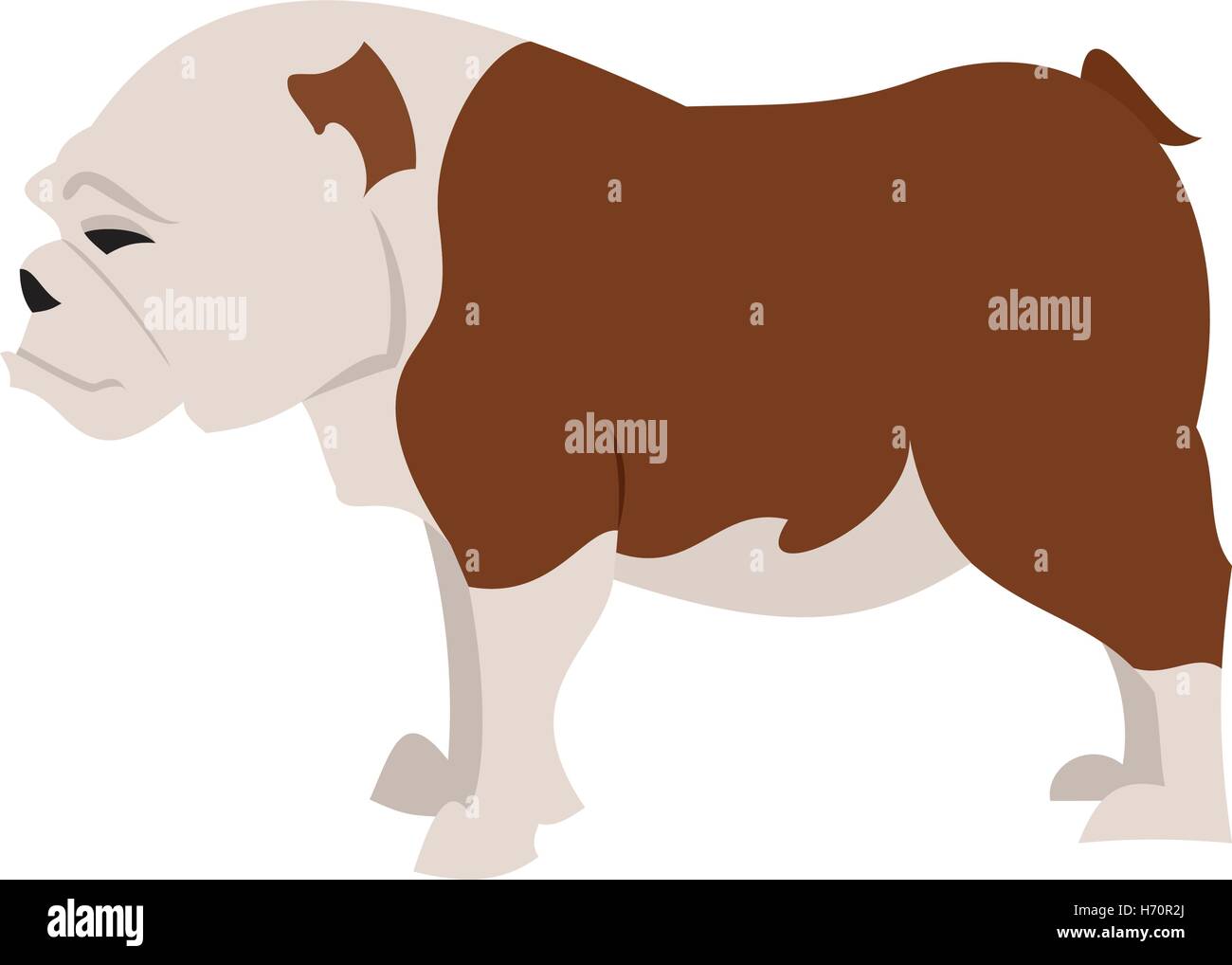 English bulldog breed, vector pet animal and illustration dog domestic Stock Vector