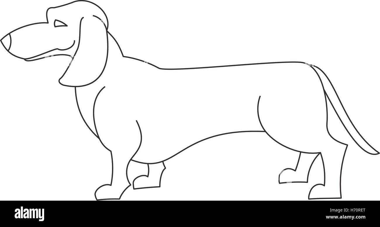 Dachshund dog line. Animal with long body isolated on white background. Vector illustration Stock Vector