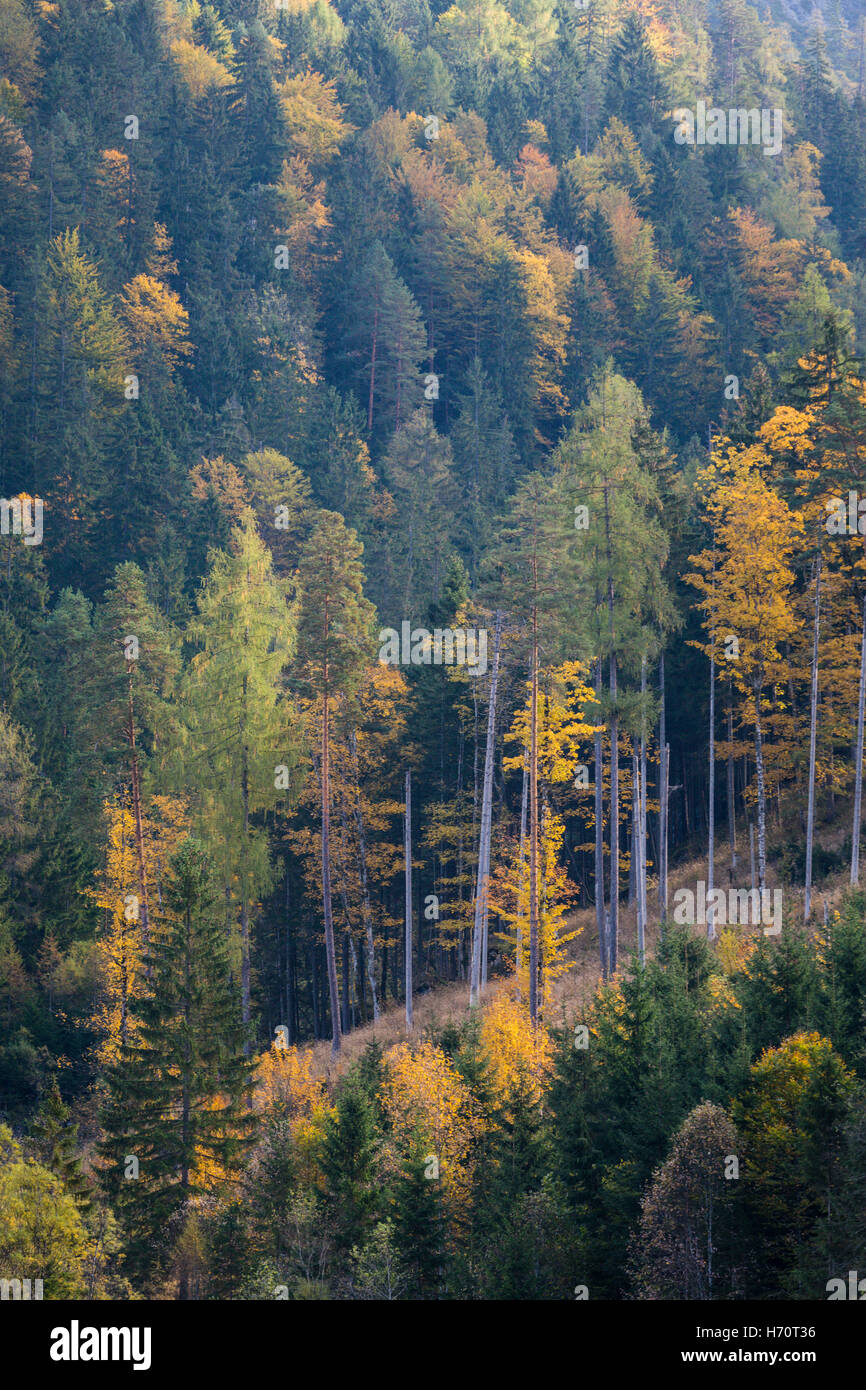 Yellow trees, Autumn in the Nationalpark Gesäuse, Forest, Styria, Austria Stock Photo