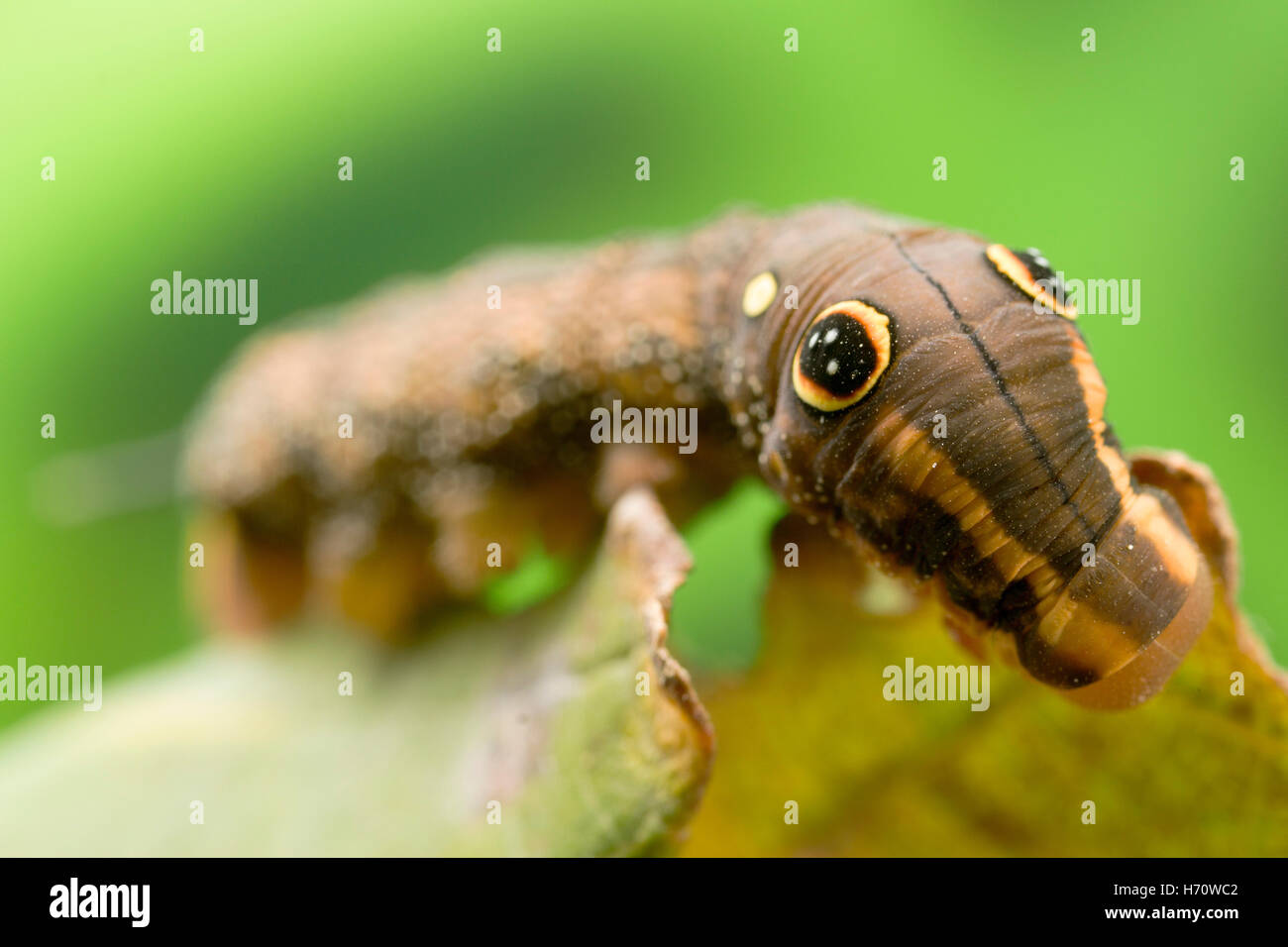 Vine Hawk Moth's False eye caterpillar (Hippotion rosetta) Stock Photo