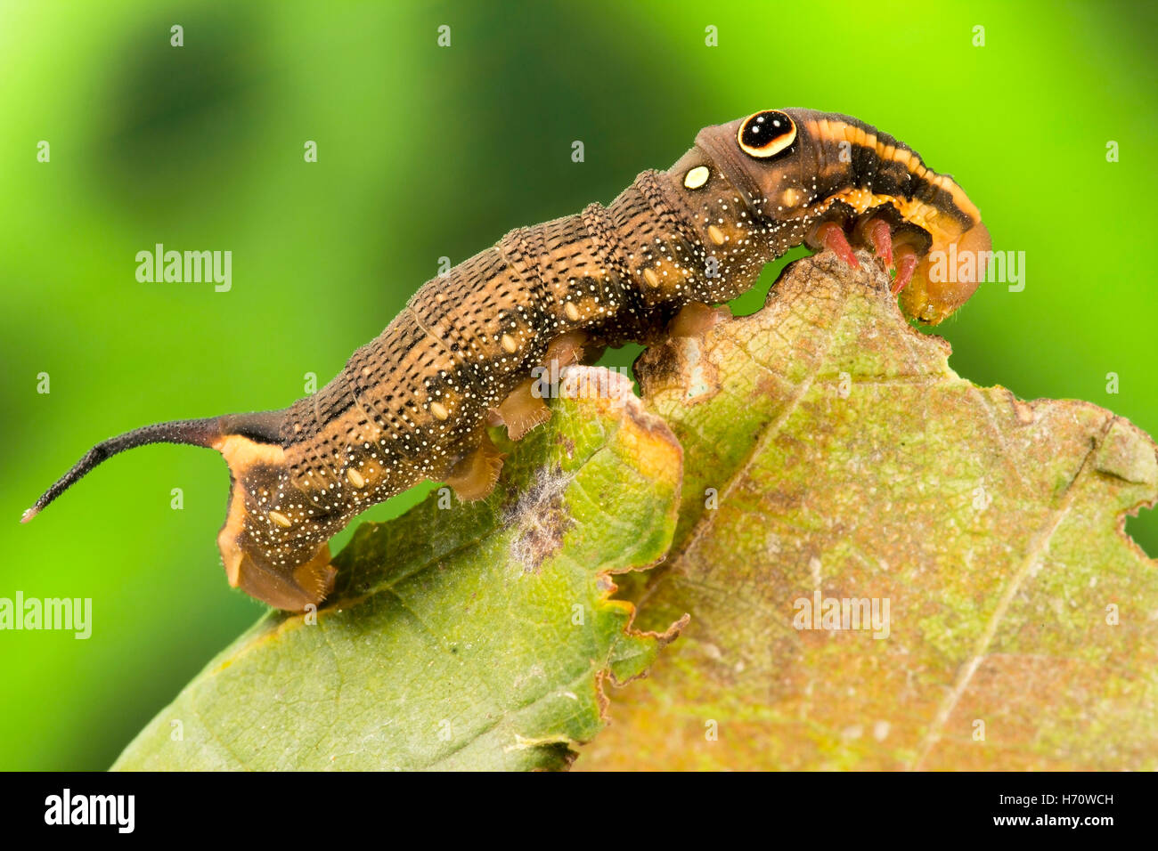 Vine Hawk Moth's False eye caterpillar (Hippotion rosetta) Stock Photo