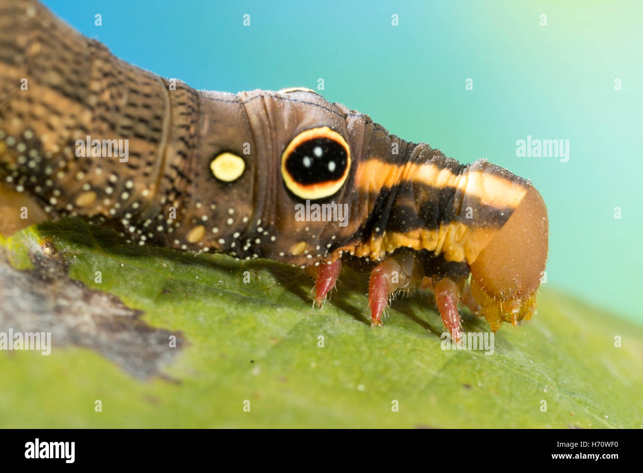 Vine Hawk Moth's False eye caterpillar (Hippotion rosetta) Stock Photo