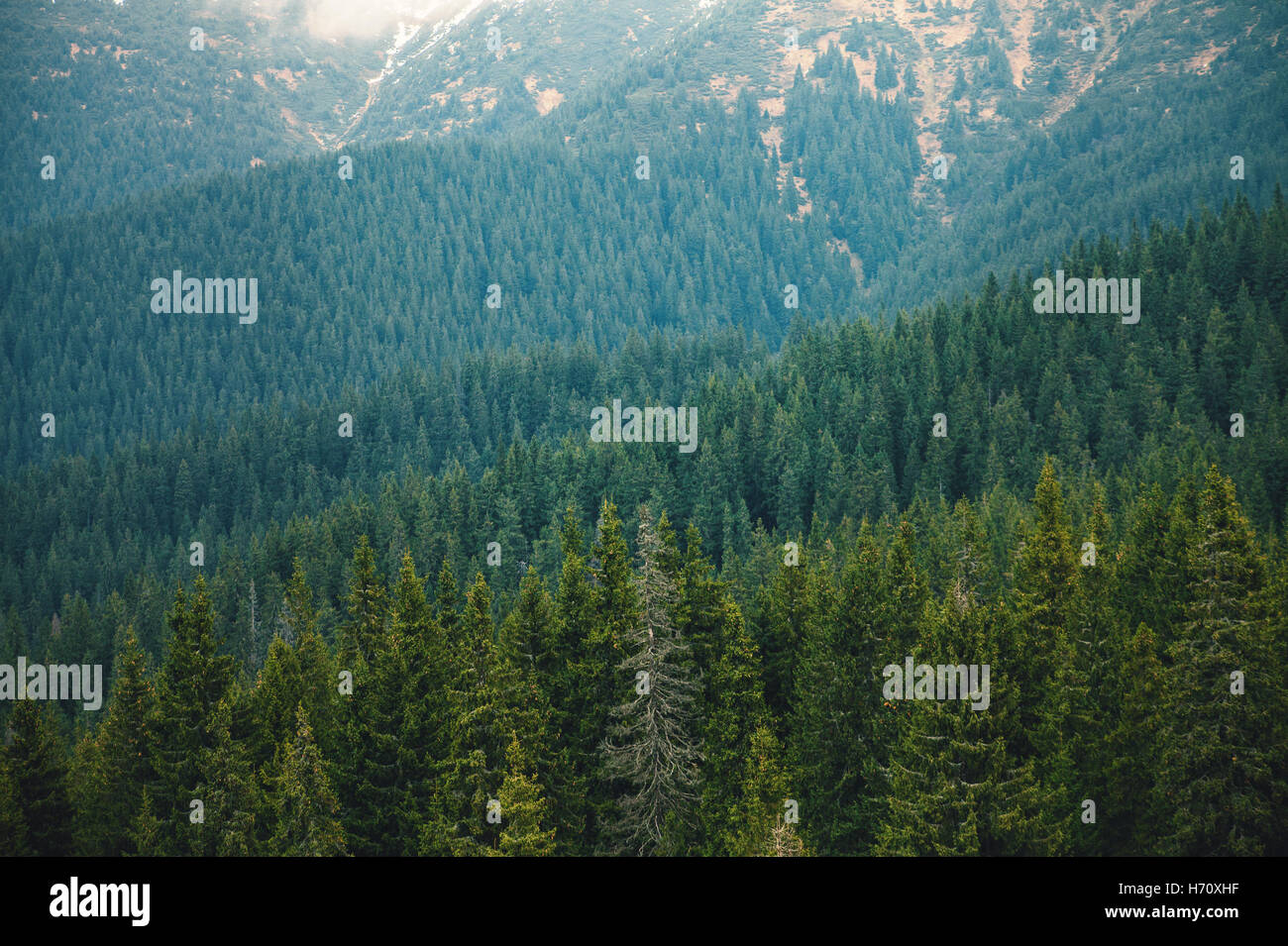 Pine Forest Pattern Stock Photo