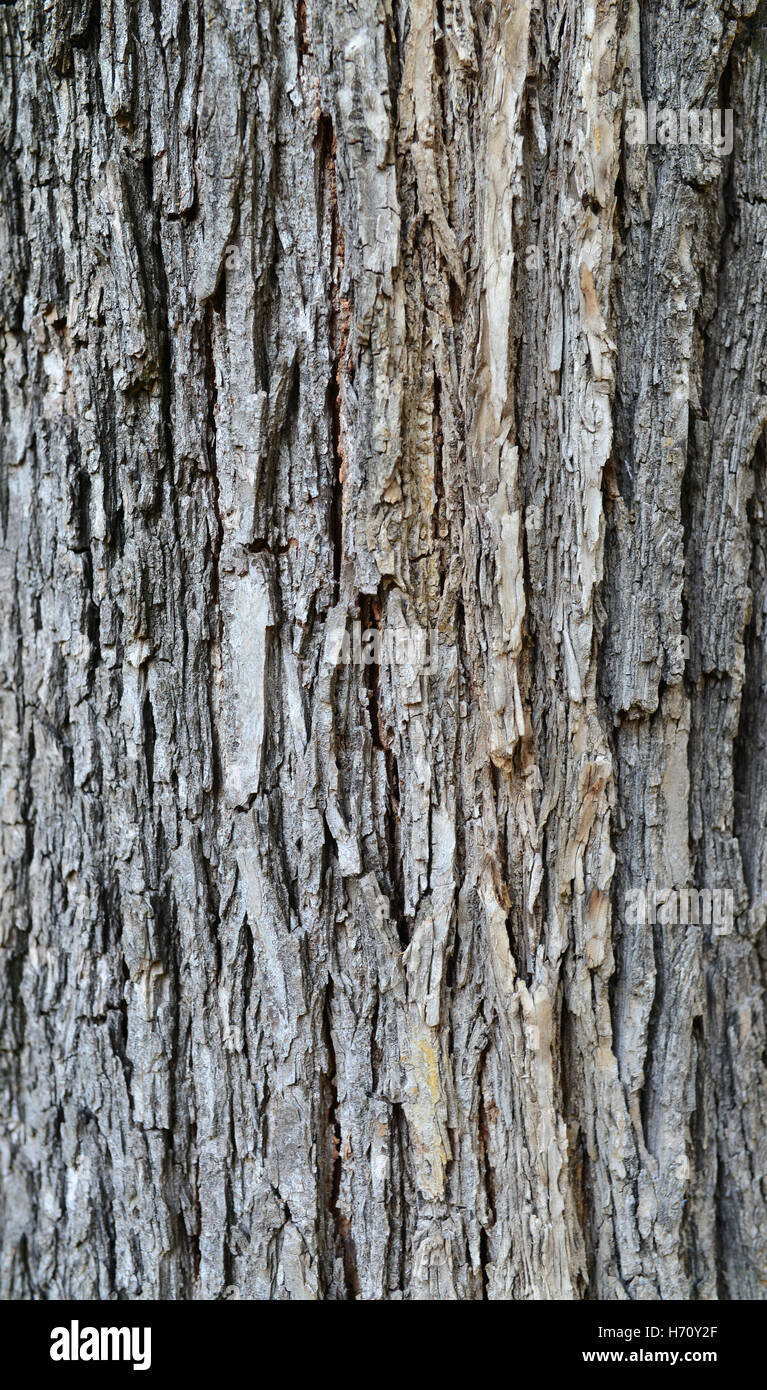 Tree Bark Texture Images – Browse 409,069 Stock Photos, Vectors, and Video