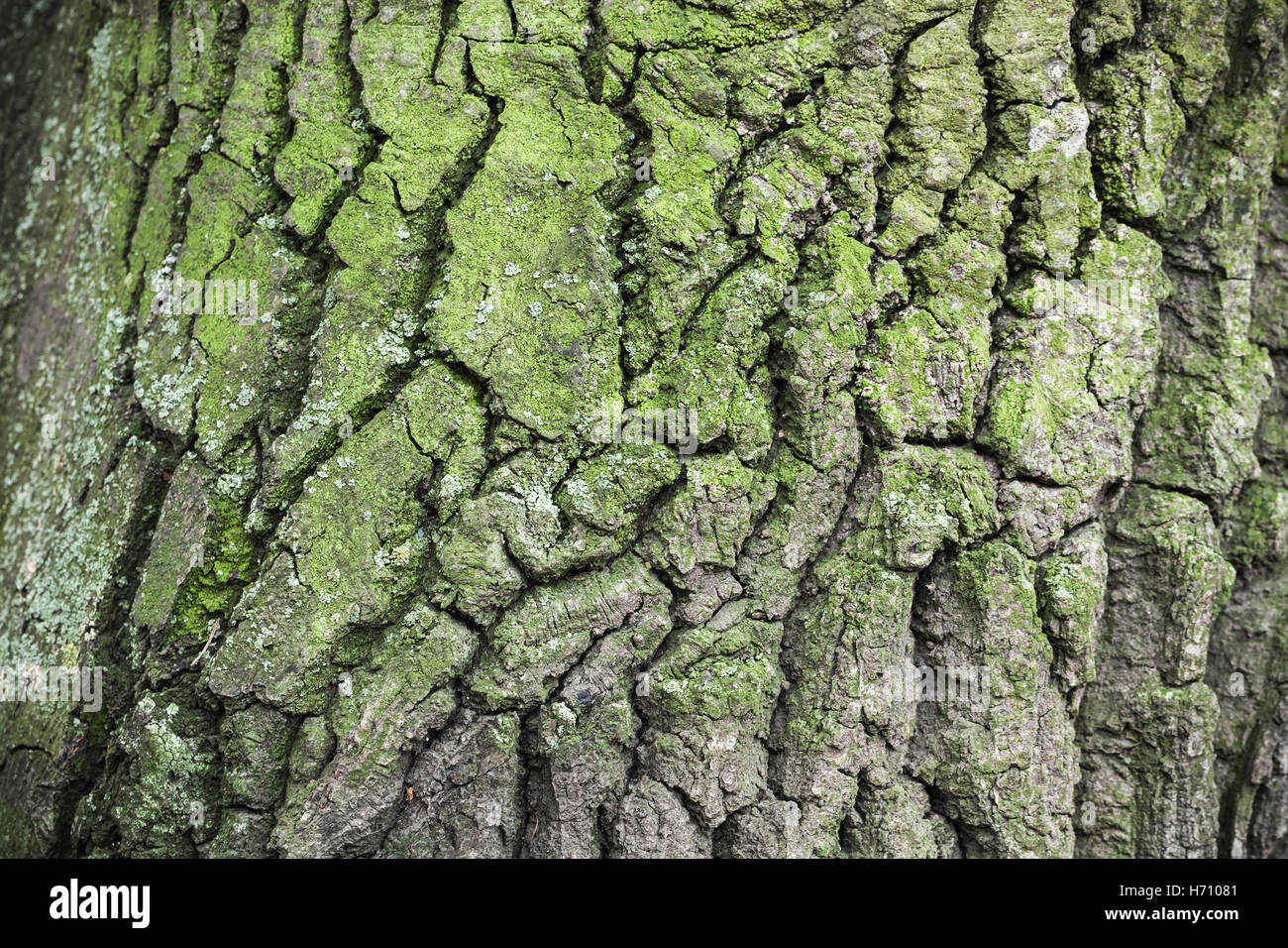 Old tree bark with green lichen, natural close-up background texture Stock Photo