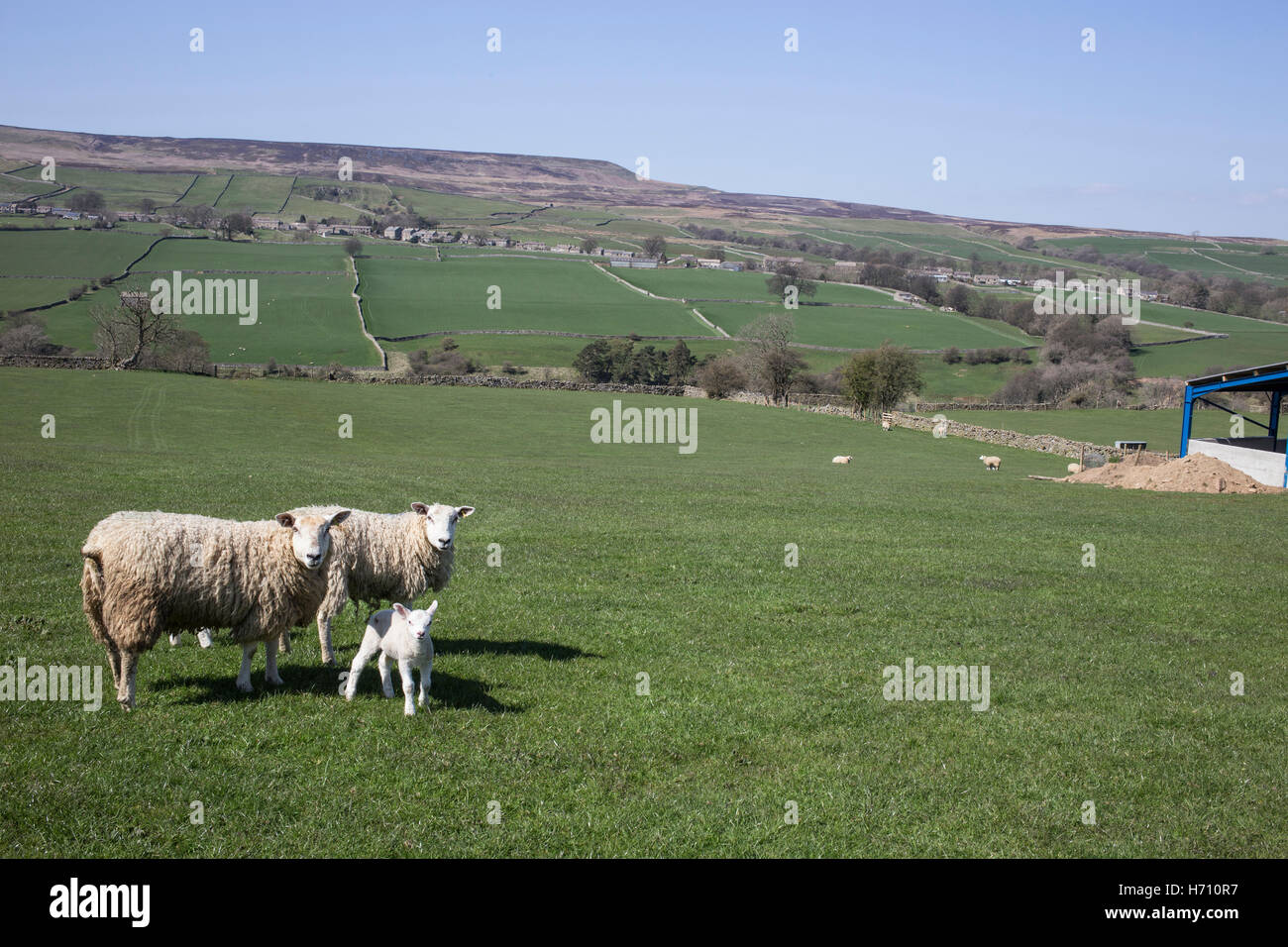 Gates and Footpaths in Coverdale, Yorkshire Dales Stock Photo Alamy