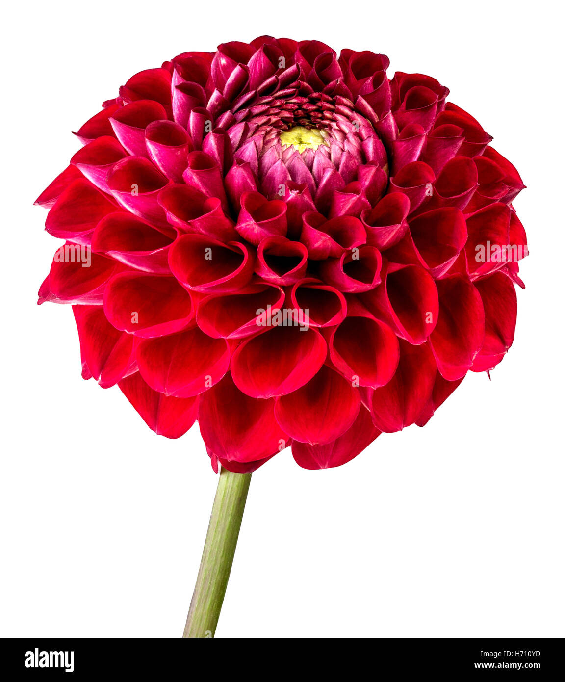 dahlia isolated on white background Stock Photo - Alamy