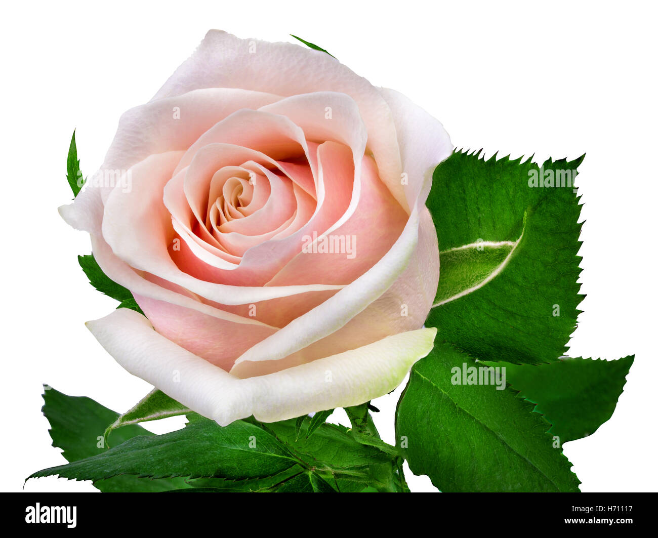 rose isolated on the white background Stock Photo - Alamy