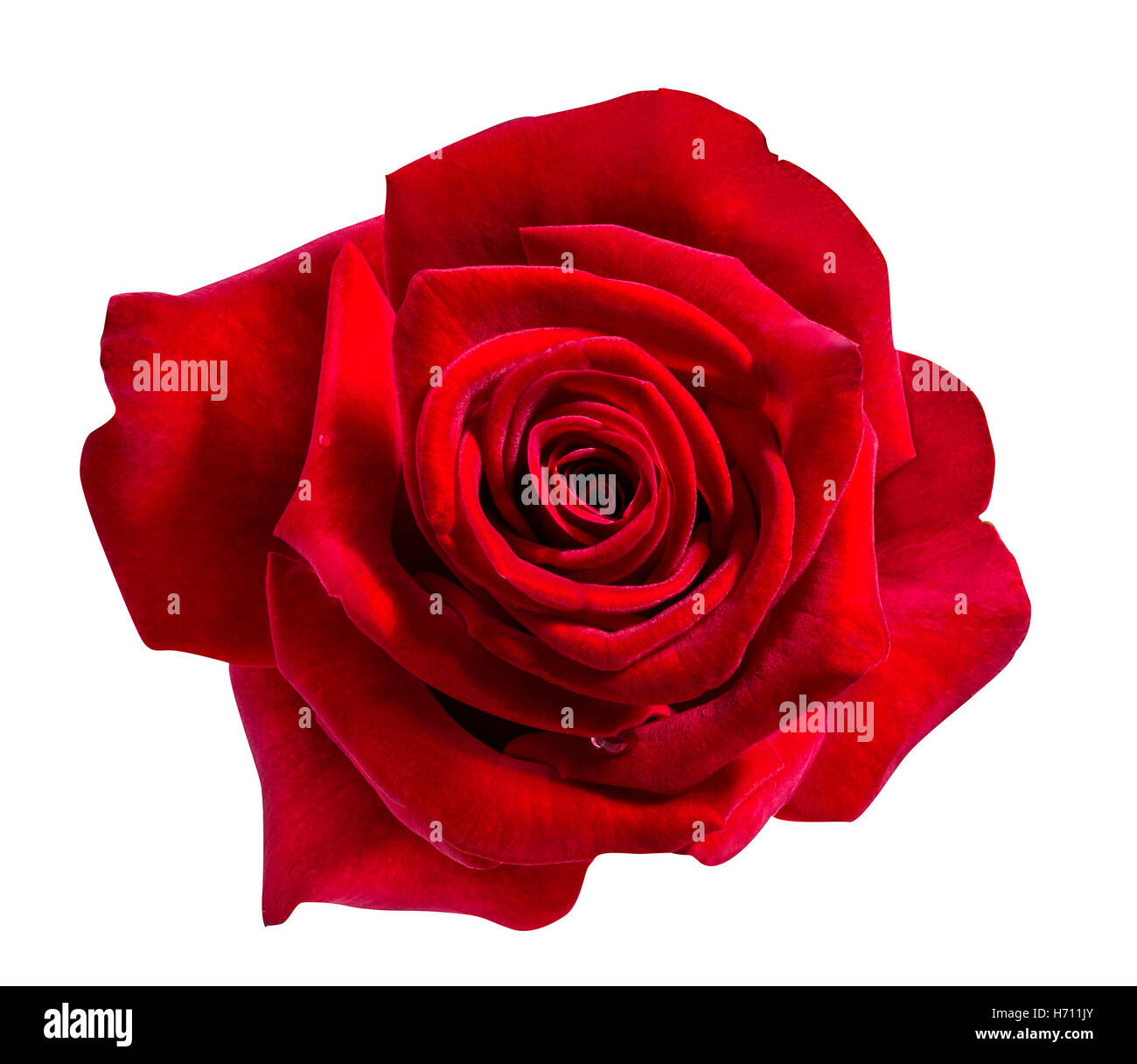 rose isolated on the white background Stock Photo - Alamy