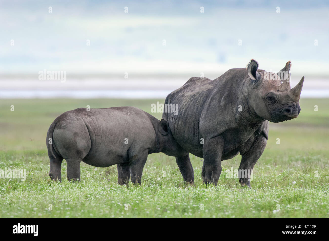 Black rhinoceros female and calf suckling (Diceros bicornis), Ngorongoro Crater, Tanzania Stock Photo