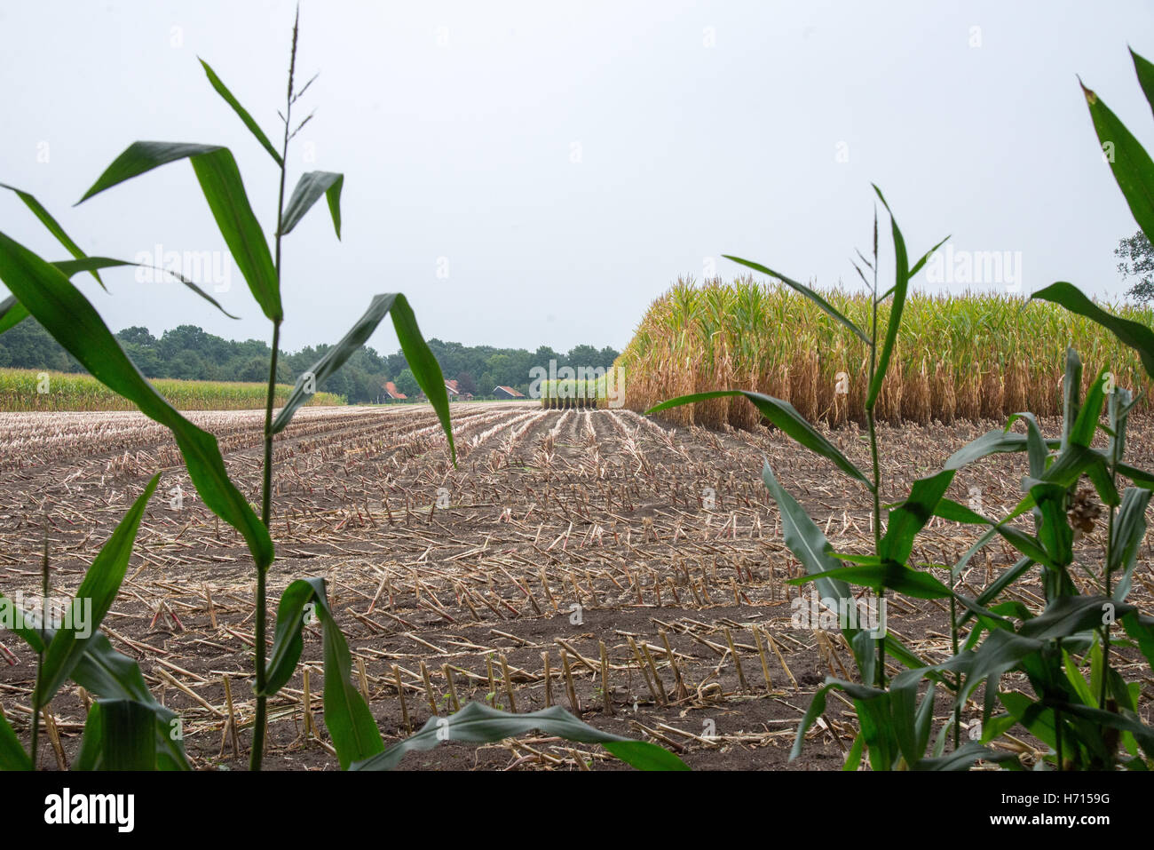 field with corn and cut plants Stock Photo