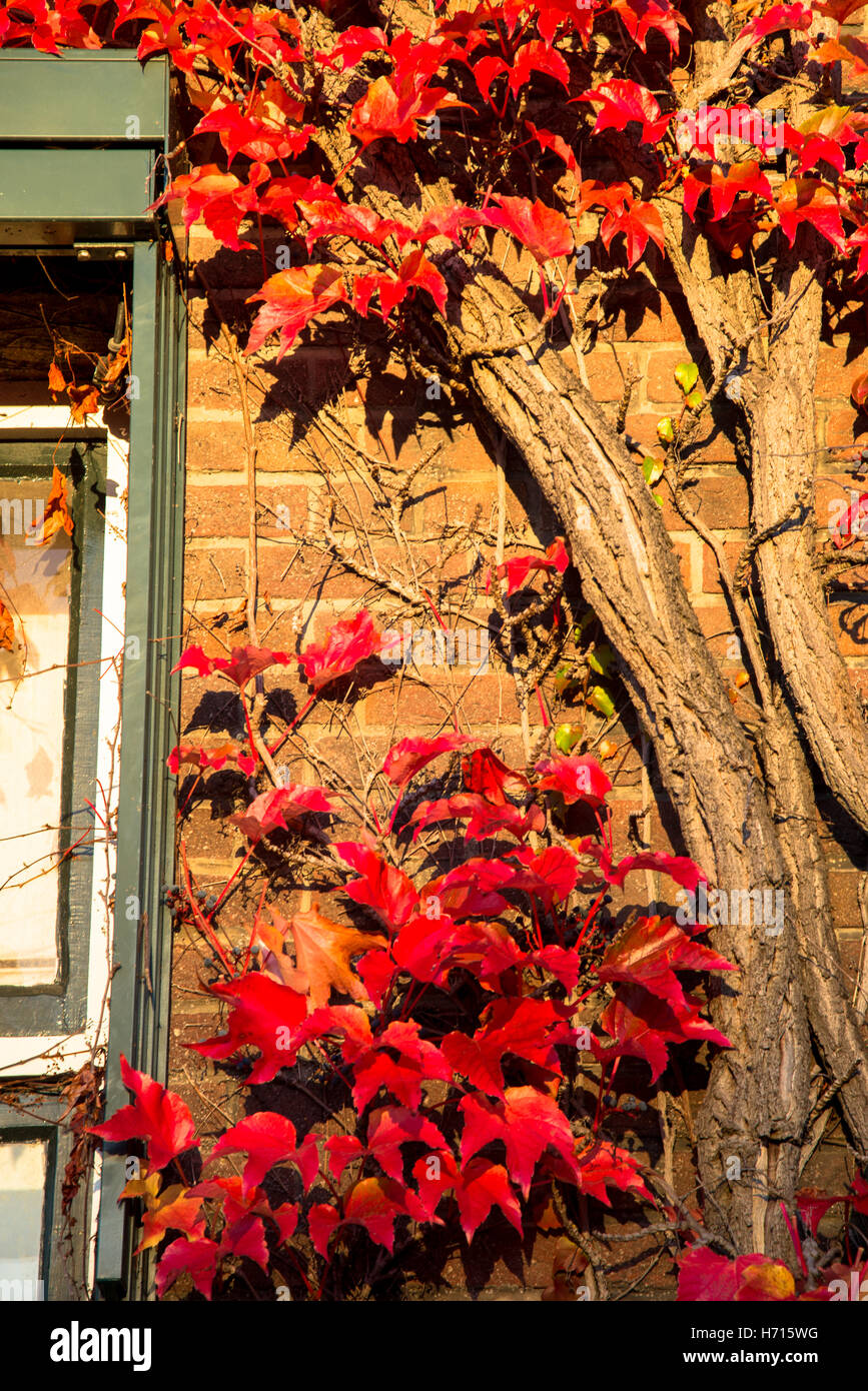 red ivy leaves in fall at building Stock Photo