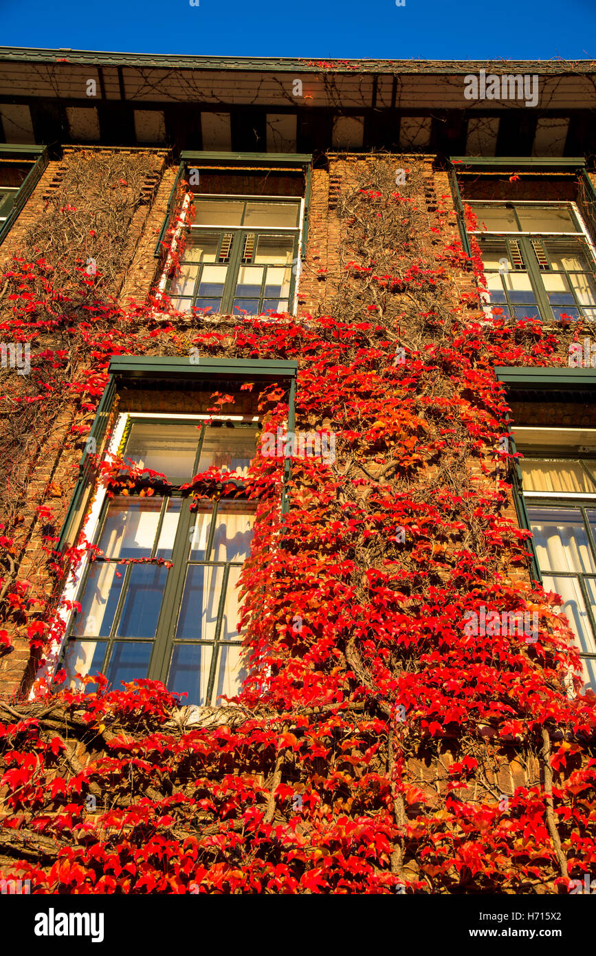 red ivy leaves in fall at building Stock Photo