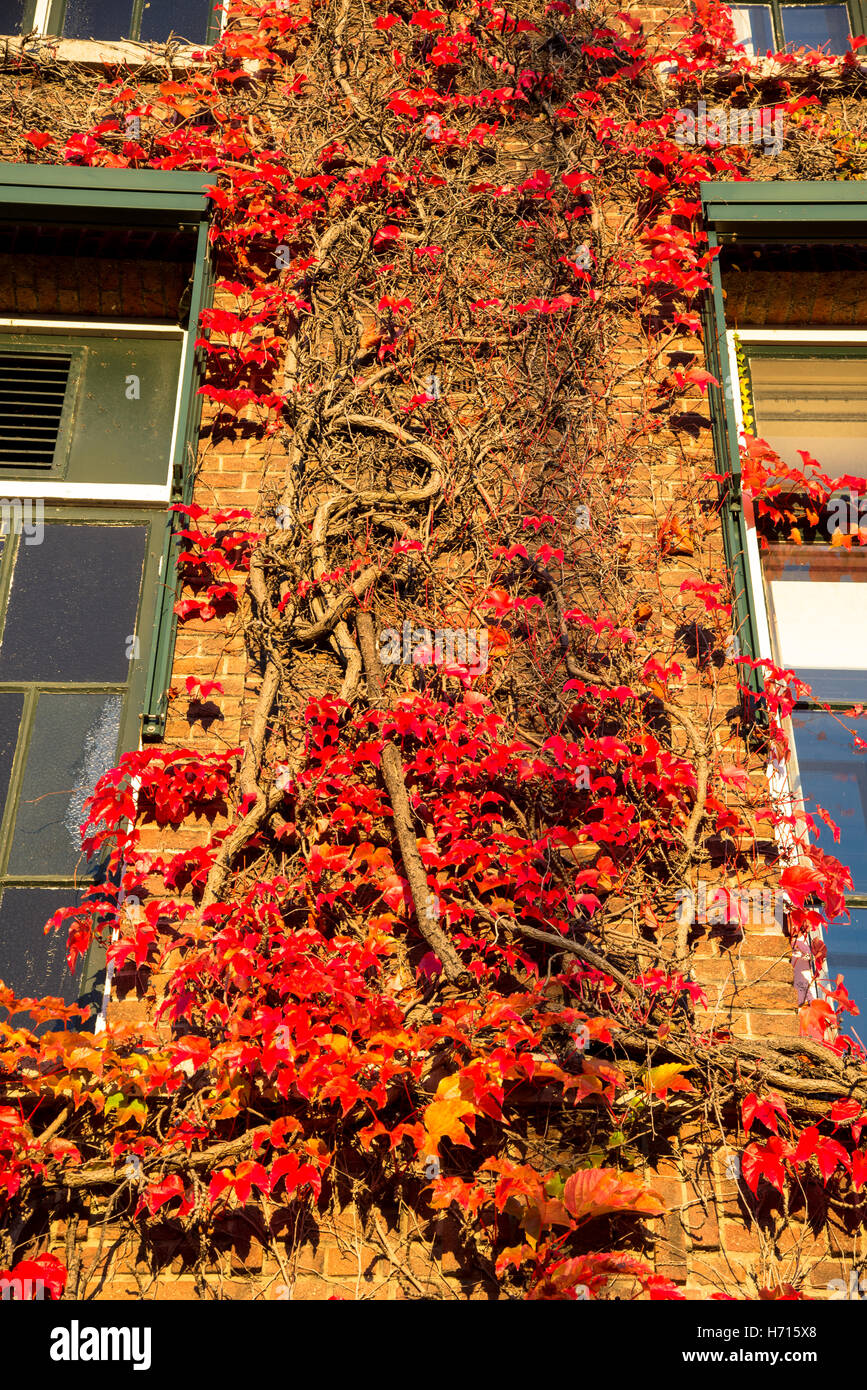 red ivy leaves in fall at building Stock Photo