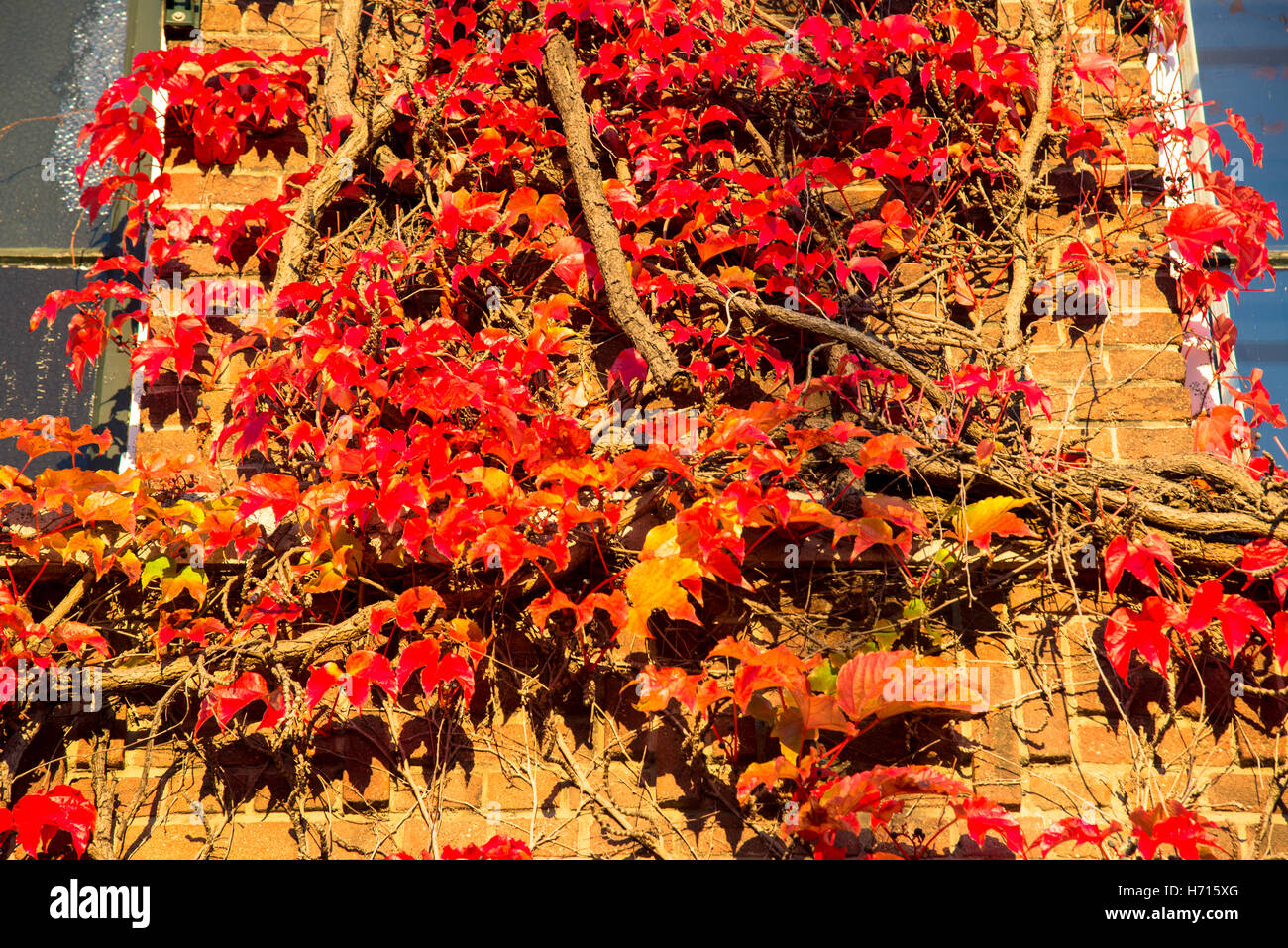 red ivy leaves in fall at building Stock Photo