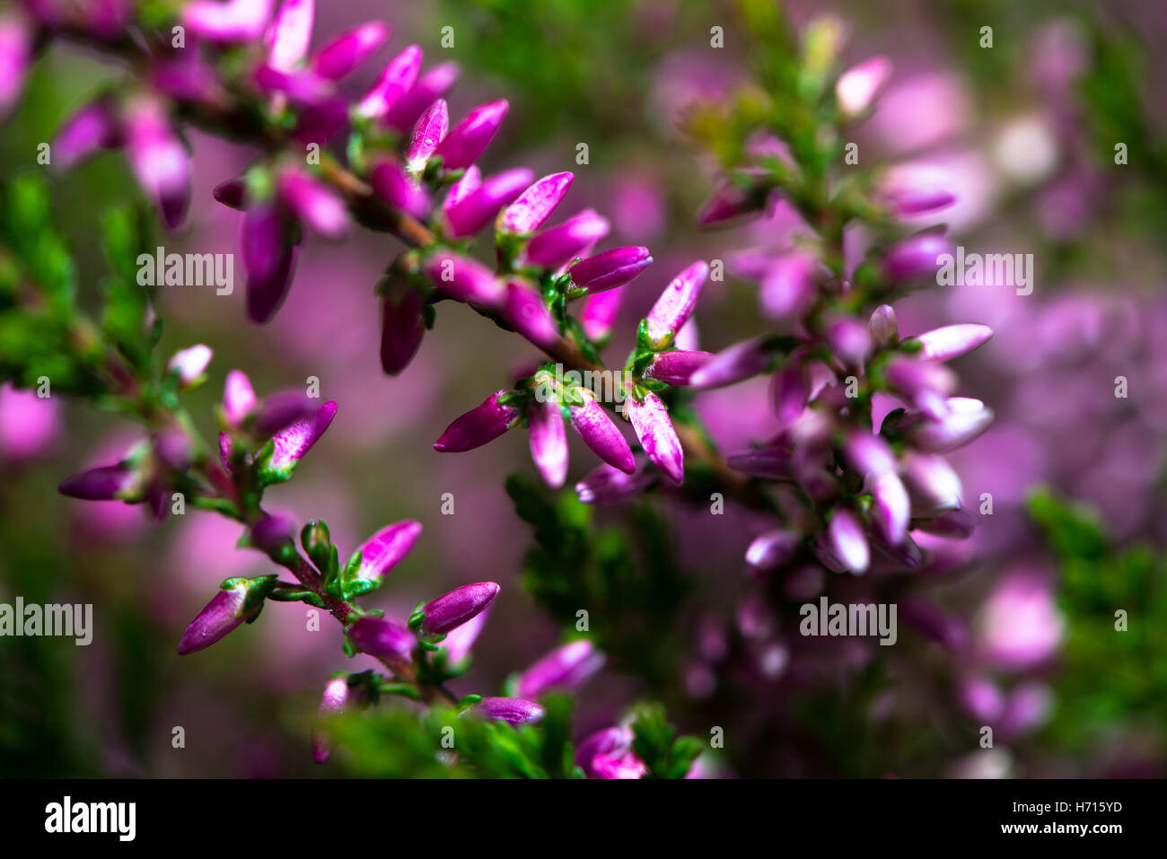 pink blooming heather Stock Photo