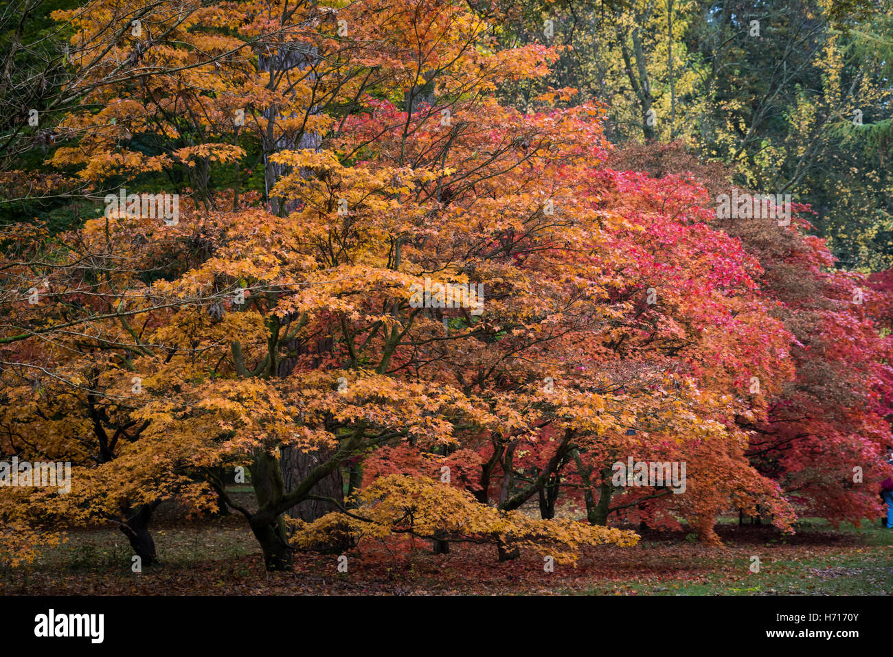 Autumn colours in Westonbirt, England, South east.  Range of warm colours from reds and orange tones through to brighter yellows. Stock Photo