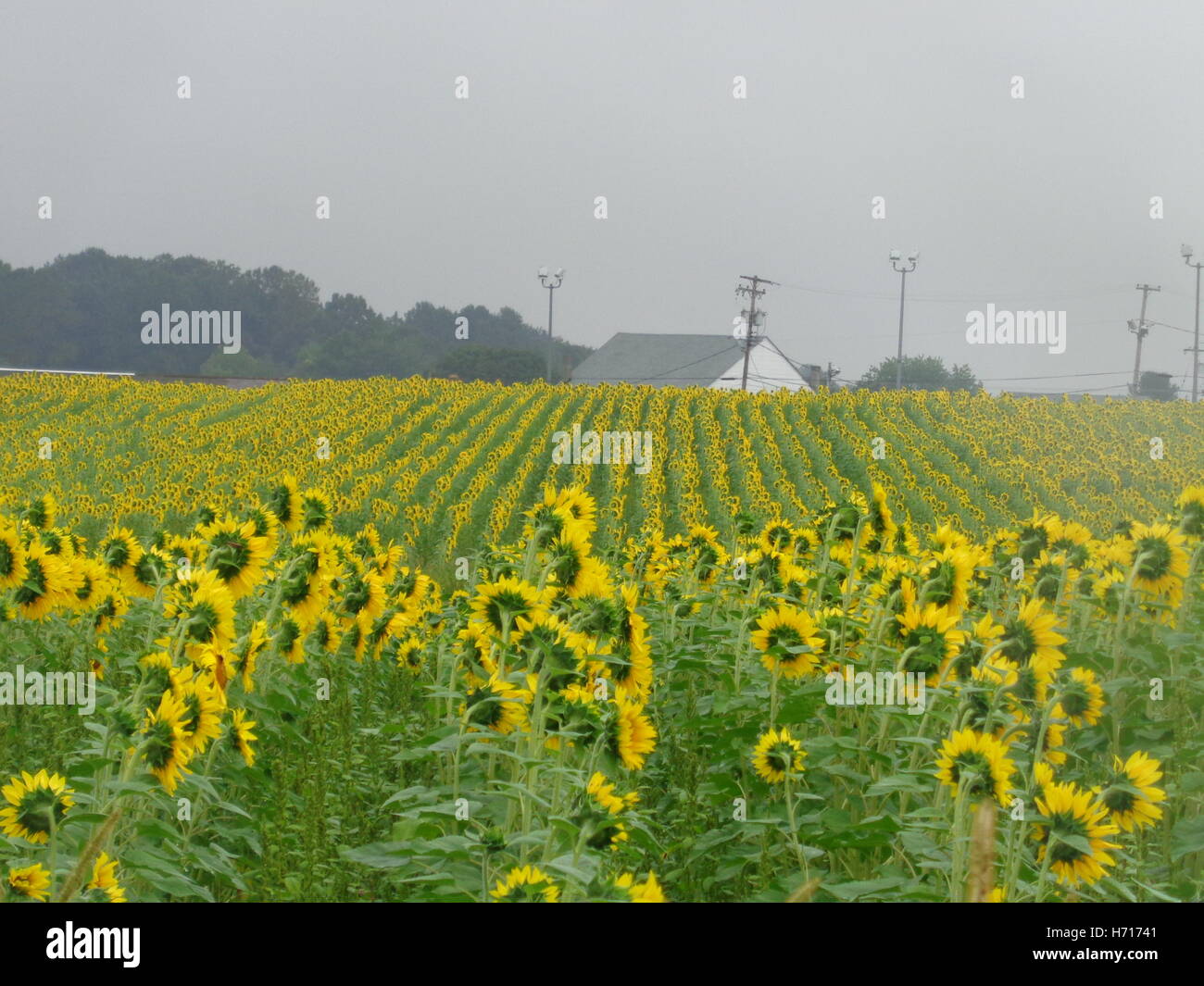 A large field of golden yellow sunflowers Stock Photo - Alamy