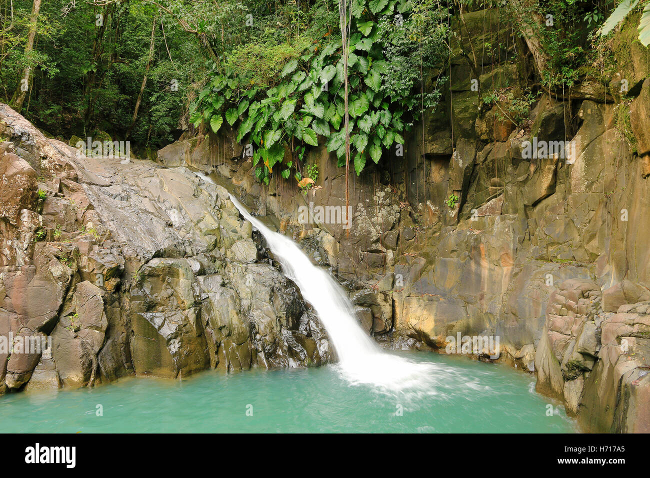 Beautiful waterfall in a rainforest. Saut d'Acomat, Guadeloupe ...