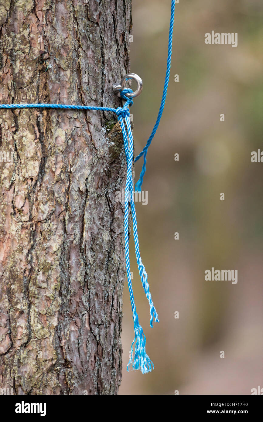 climbing safety rope and fixing attached to tree Stock Photo Alamy
