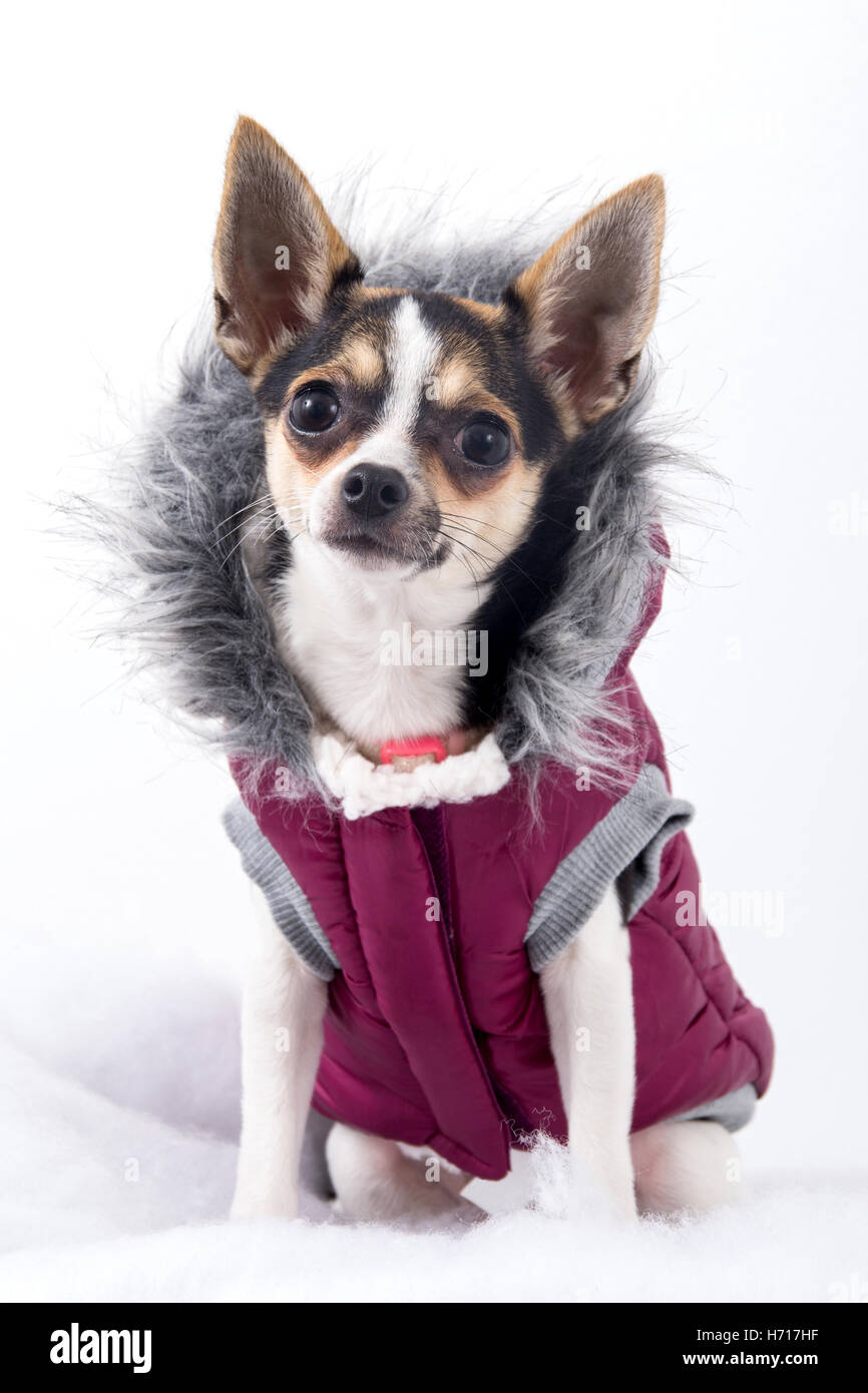 cute chihuahua dog female with winter coat Stock Photo - Alamy