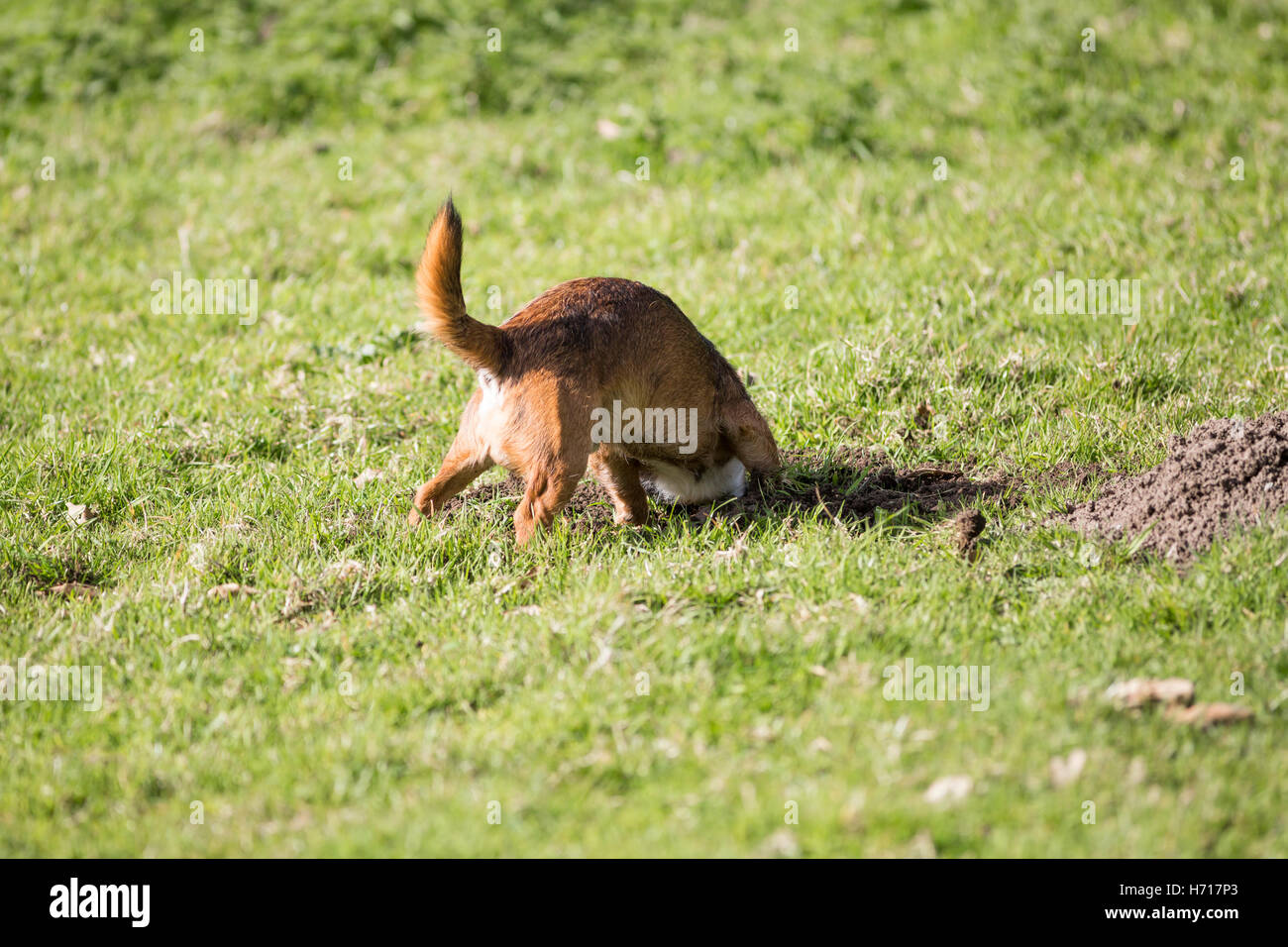 Border terrier cross dog digging molehill head in ground Stock Photo