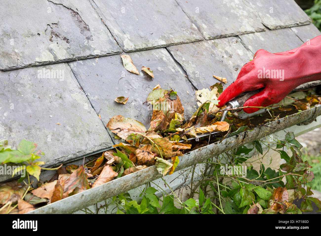 cleaning gutter blocked with leaves Stock Photo