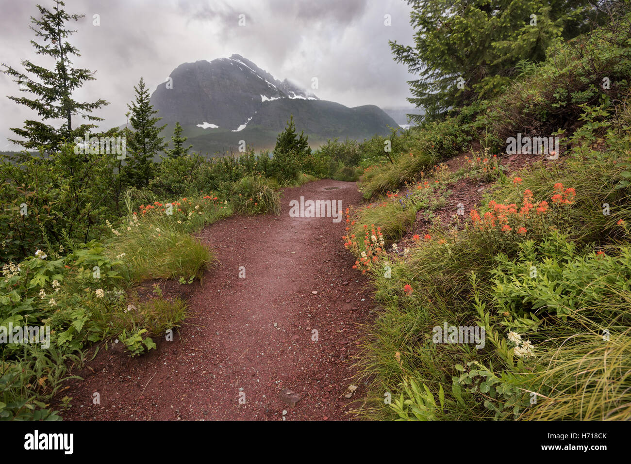 Montana glacier wildflowers hi-res stock photography and images - Alamy