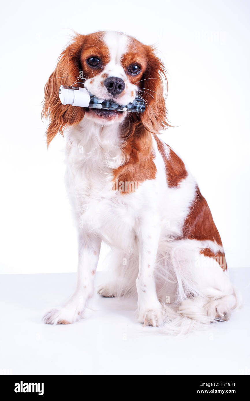 Dog with lighter Stock Photo Alamy