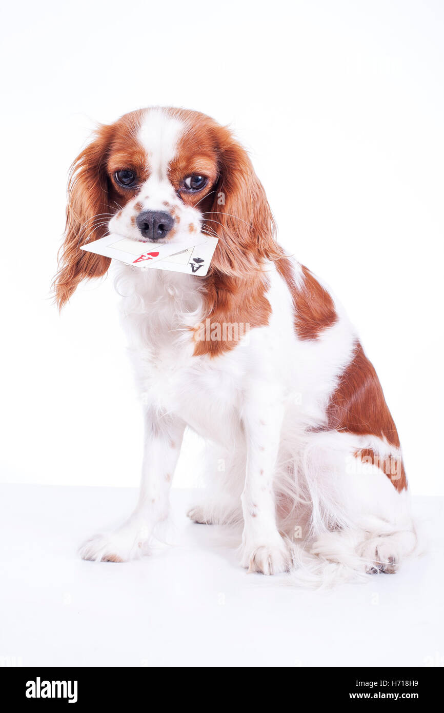 Dog with poker face. Dog with poker cards one pair aces. Trained pet  photos. Nala the dog only in Alamy Stock Photo - Alamy