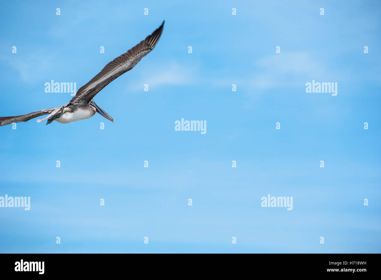 Brown pelican in flight under a beautiful blue sky along Florida's East Coast at Mayport in Jacksonville. (USA) Stock Photo