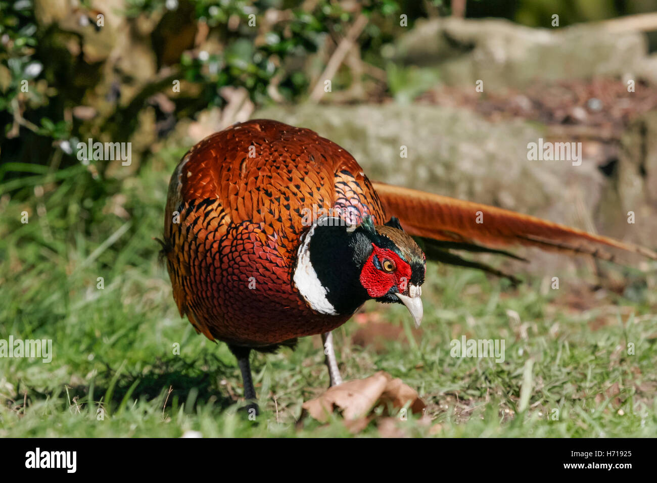 pheasant male Stock Photo
