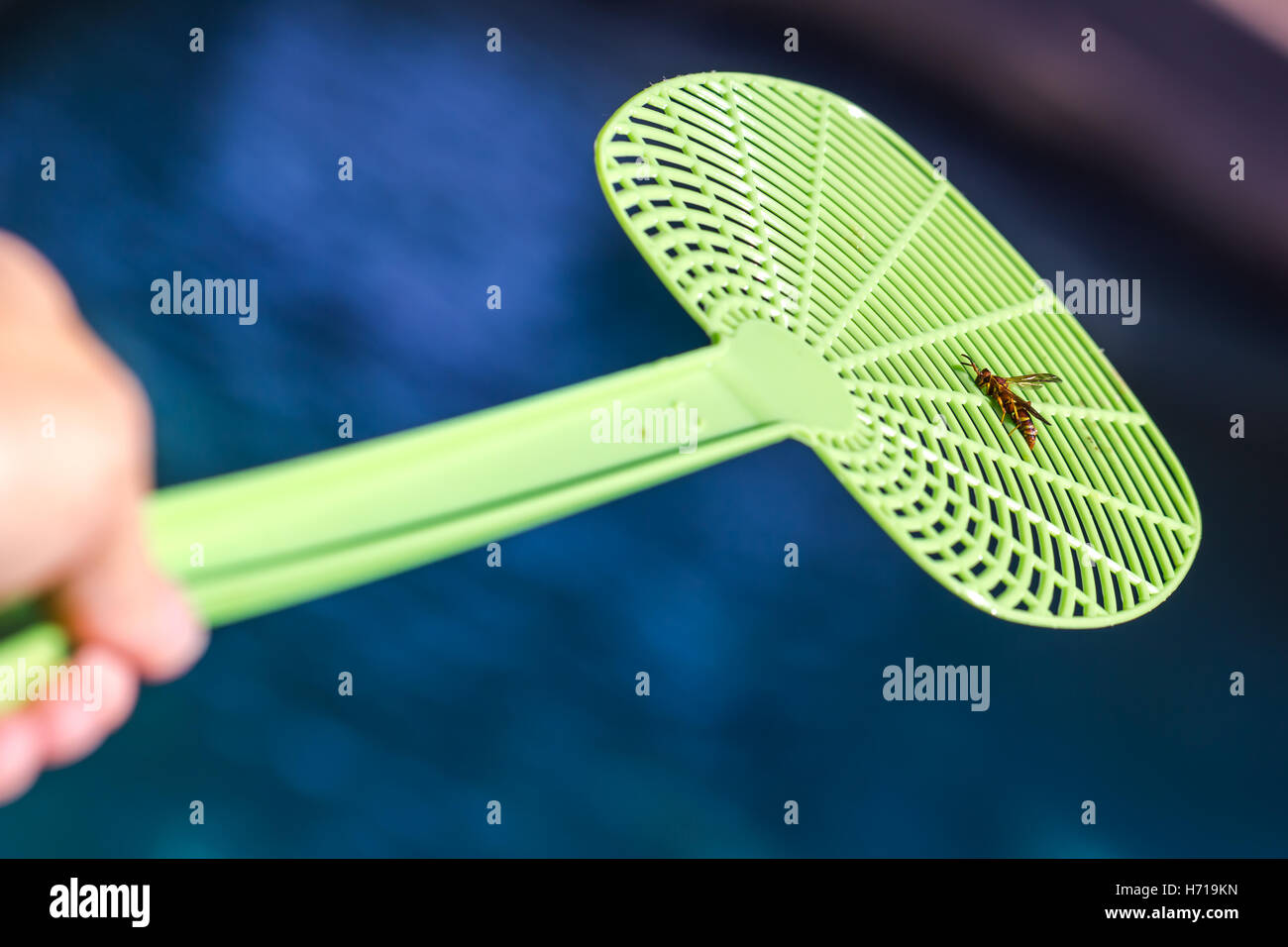 Smashed wasp on a green fly swatter Stock Photo