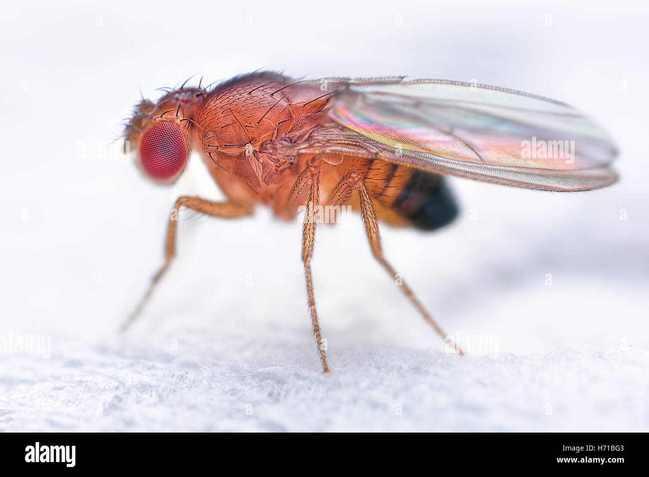 Drosophila melanogaster fruit fly extreme close up macro Stock Photo