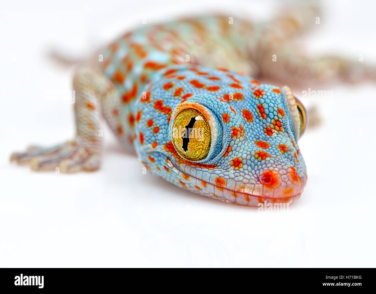 Tokay Gecko Color Baby Tokay Gecko