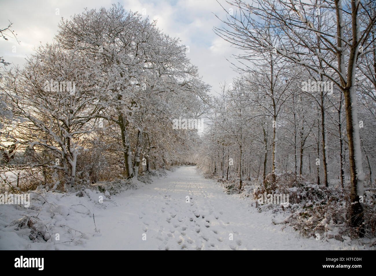 Snow covered pathway through Dodnash woods, with footprints in the snow and snow covered trees lining the path, Bentley, Suffolk Stock Photo
