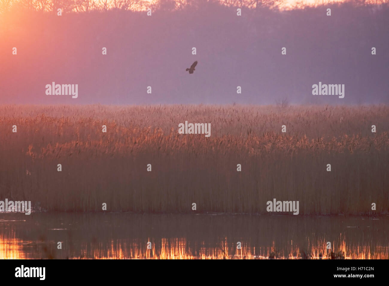 Marsh Harrier (Circus aeruginosus) flying over reedbed returning to roost for the night,with late glow from the sun,  Thorpeness Stock Photo