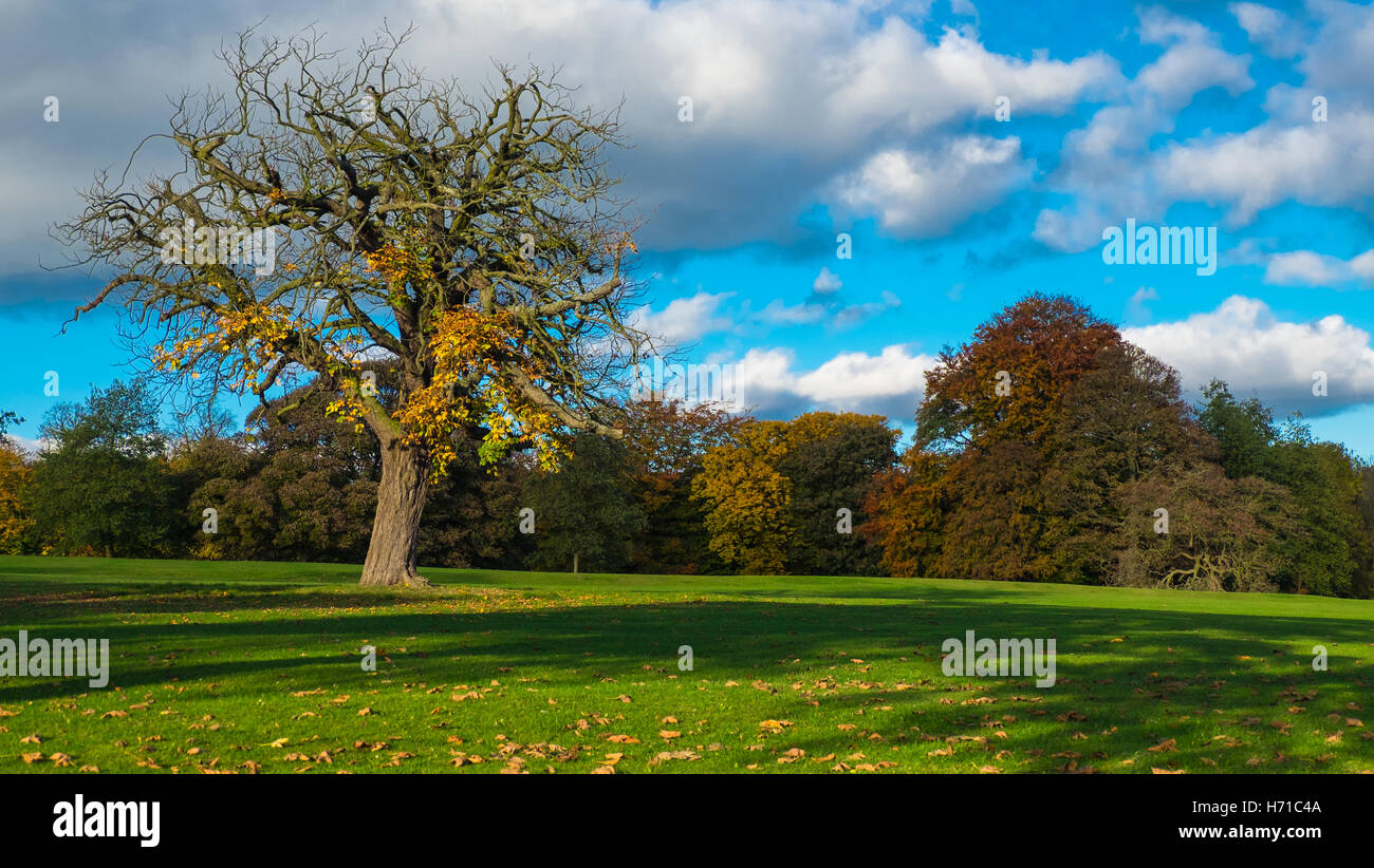 Autumn foliage at Roundhay Park, Leeds Stock Photo