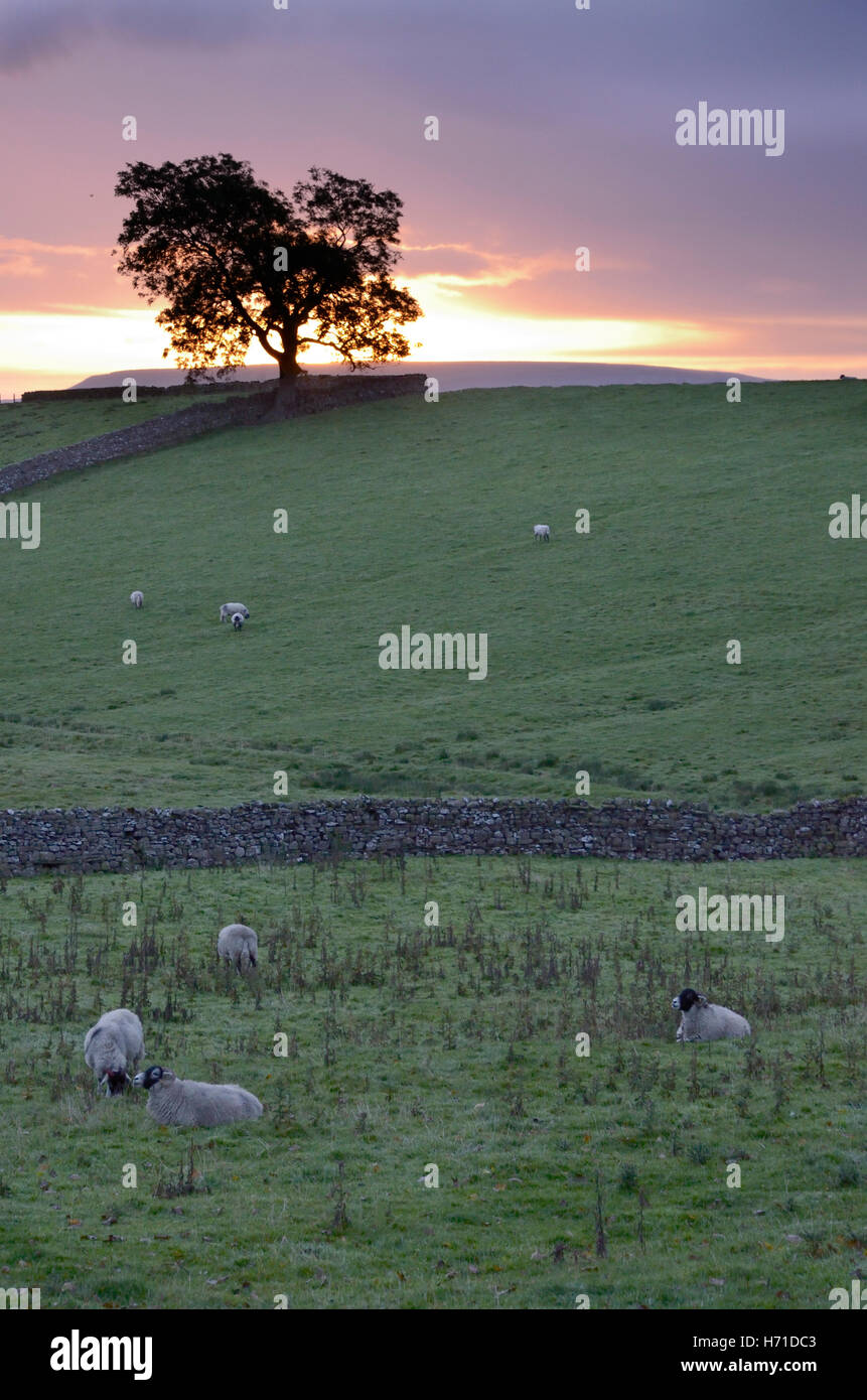 Sheep in fields at Askrigg at sunrise, with lone tree and drystone walls, Wensleydale, Yorkshire Dales National Park, October 20 Stock Photo