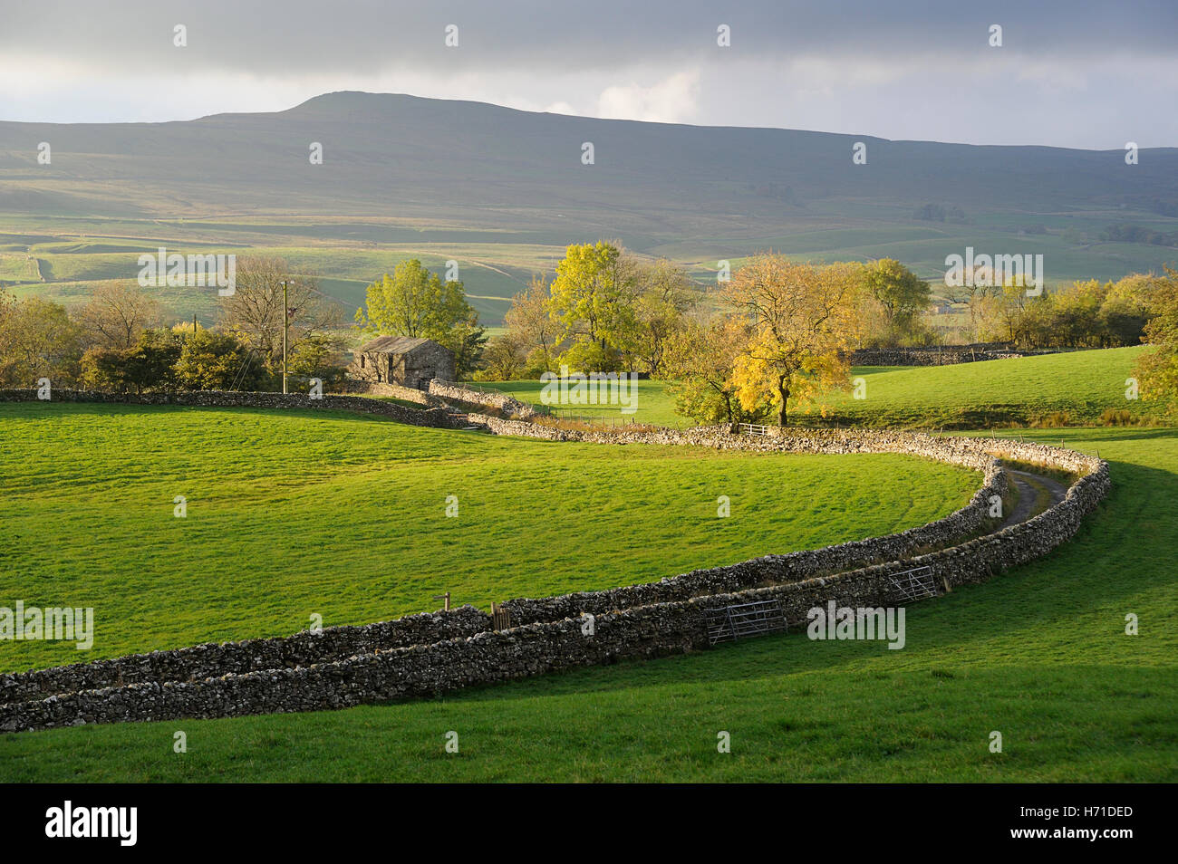 narrow country Lane, Wenseydale, drystone wall, Askrigg, Yorkshire Dales Stock Photo