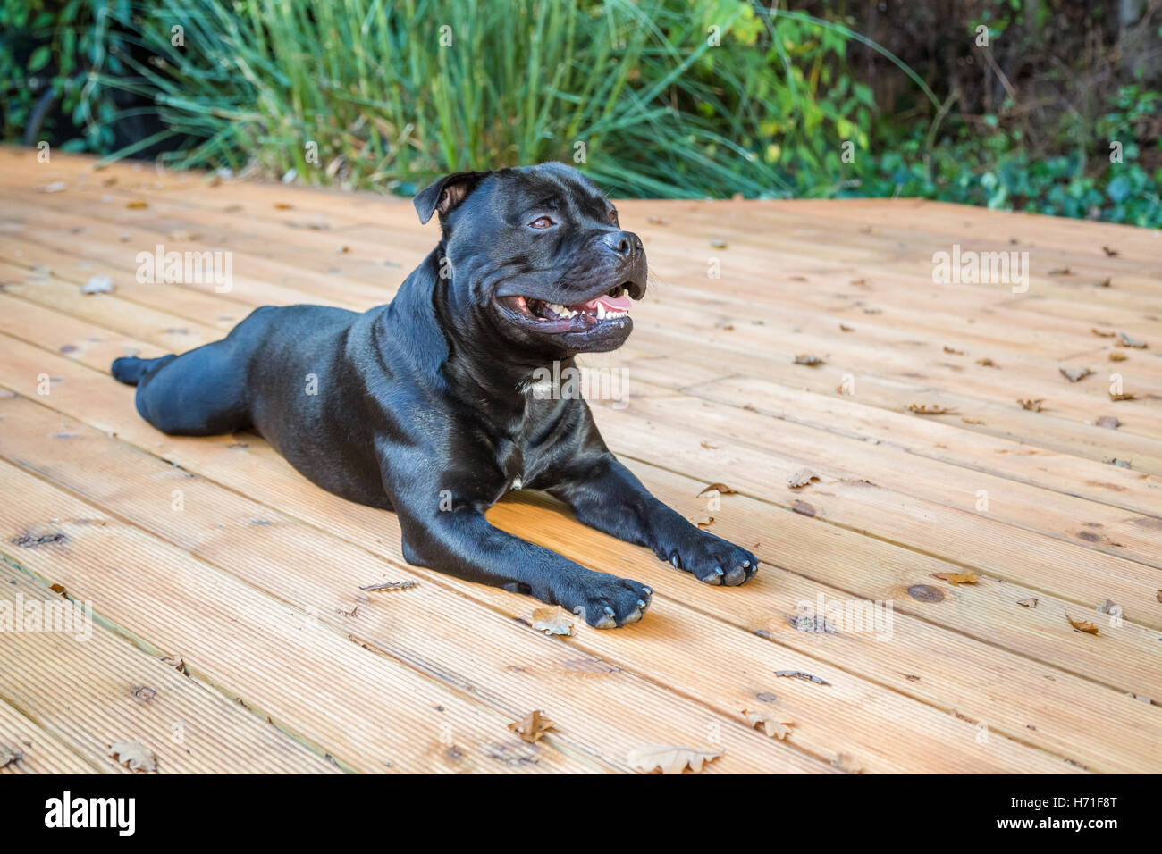 A handsome black Staffordshire Bull Terrier dog lying on wooden decking. his coat is shiny, he is not wearing a collar. Stock Photo