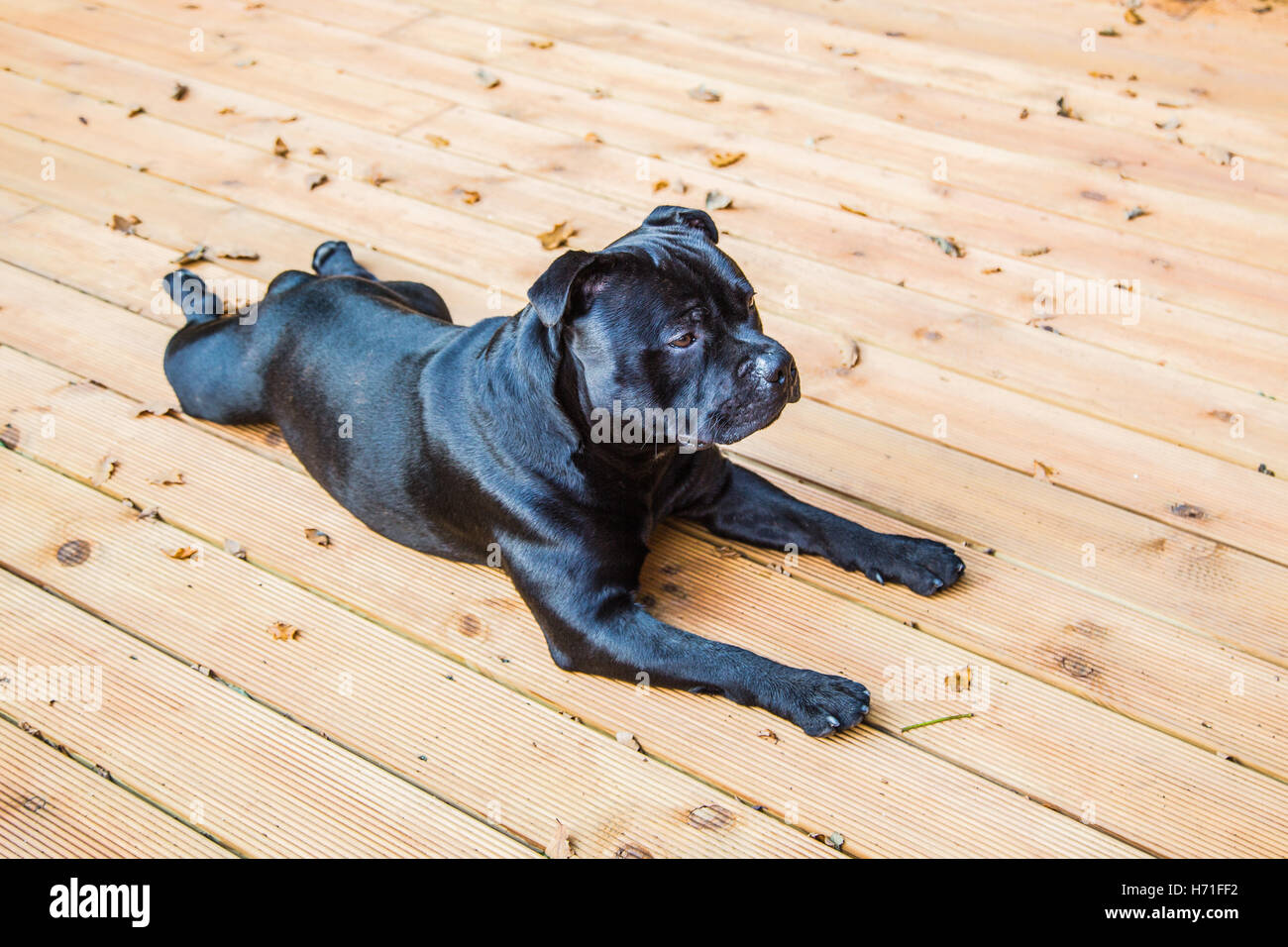 A handsome black Staffordshire Bull Terrier dog lying on wooden decking. his coat is shiny, he is not wearing a collar. Stock Photo