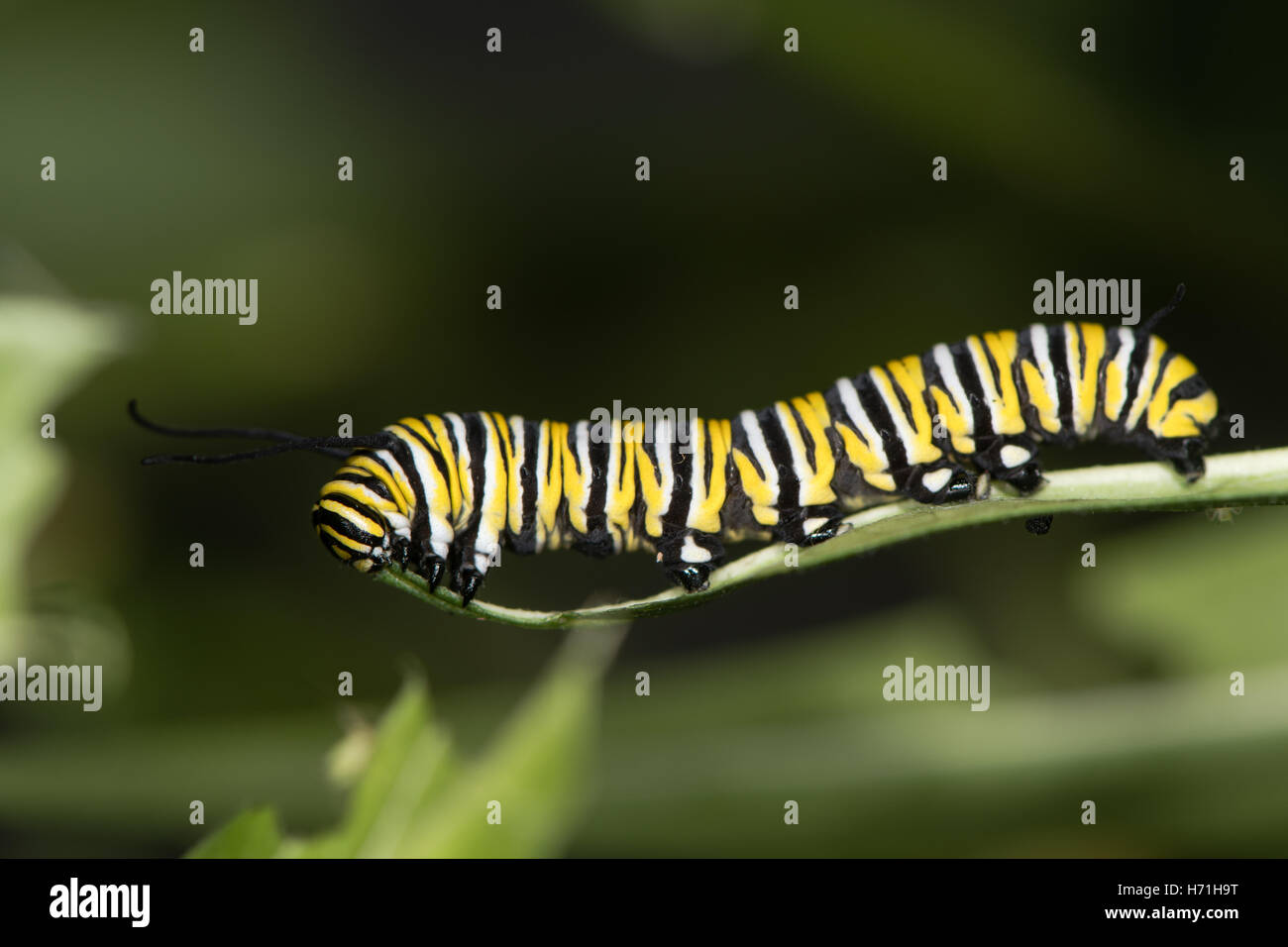 Monarch butterfly (Danaus plexippus) caterpillar. Mature larva (fifth instar) of North American butterfly in family Nymphalidae Stock Photo