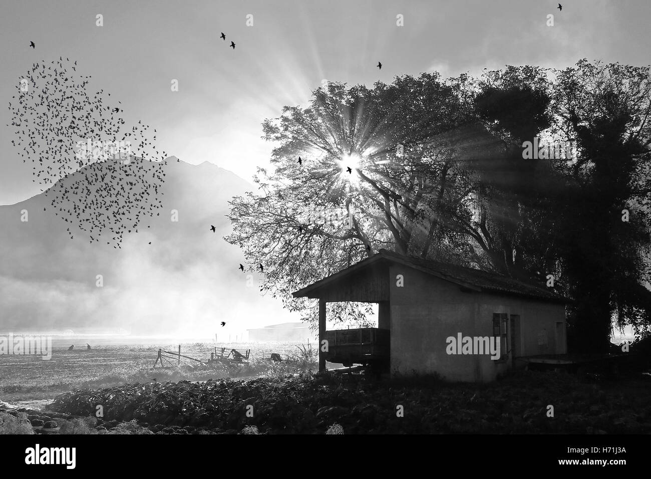 Migrating flocks of starlings in the fall in the dissipating morning fog at sunrise in black and white Stock Photo