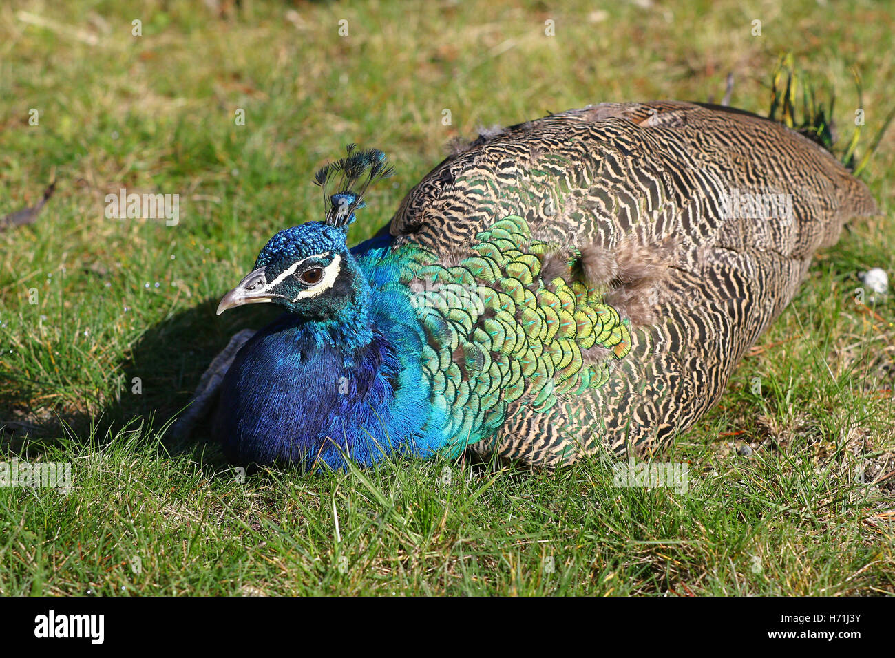 Colorful male peafowl or peacock laying low in green grass Stock Photo