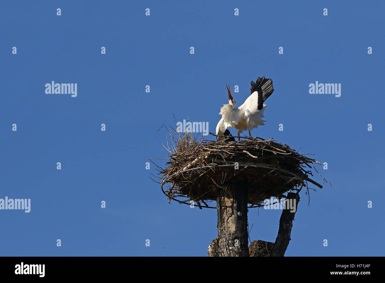 White stork, Ciconia ciconia, during the mating call for females in its nest against clear blue skies Stock Photo