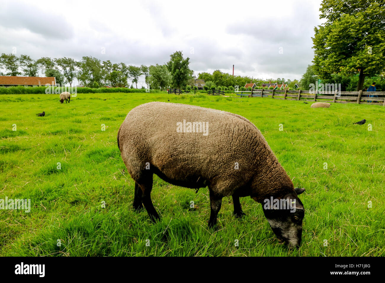 Suffolk sheep in a green field Stock Photo
